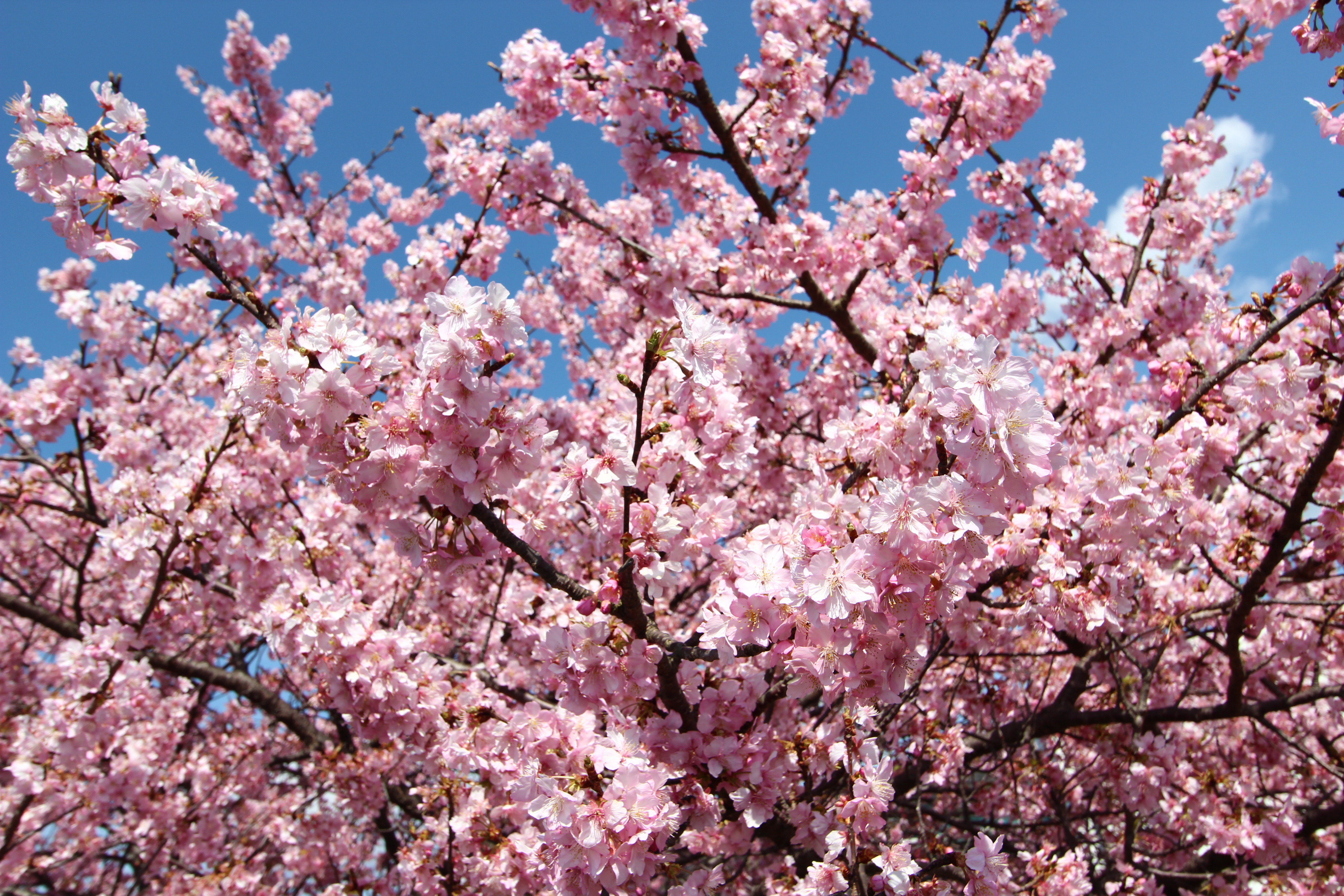 おウチで撮れる 桜の造花 100均 でお花見フォト Studio Tofu