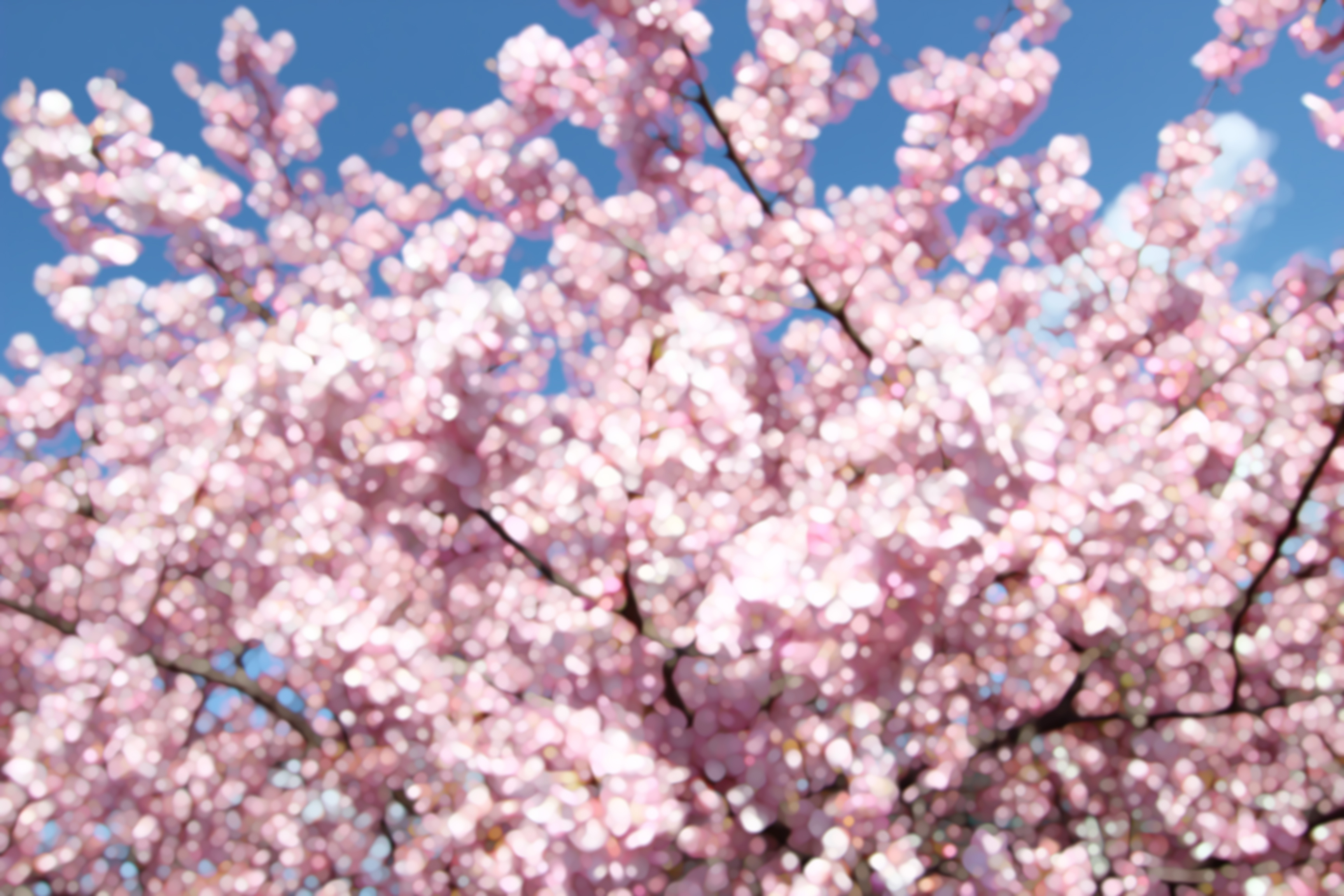 おウチで撮れる 桜の造花 100均 でお花見フォト Studio Tofu